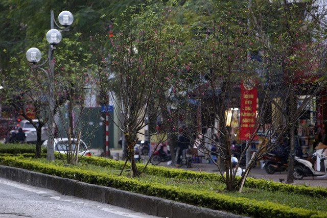 Được biết đào ở đây được trồng gồm nhiều giống đào như đào phai, bích đào, đào rừng, đào cổ... Đây được coi là một trong những con đường hoa hiếm hoi giữa lòng Hà thành, tô điểm thêm nét thanh lịch cho Thủ đô.