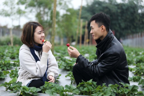 Theo tìm hiểu được biết, vườn dâu tây ở Hà Nội này nằm tại khu vực ven sông Hồng thuộc Nhật Tân (Q.Tây Hồ). Tất cả hạt giống dâu đều được đem từ Mộc Châu (Sơn La) về và trồng theo phương pháp thủy canh.