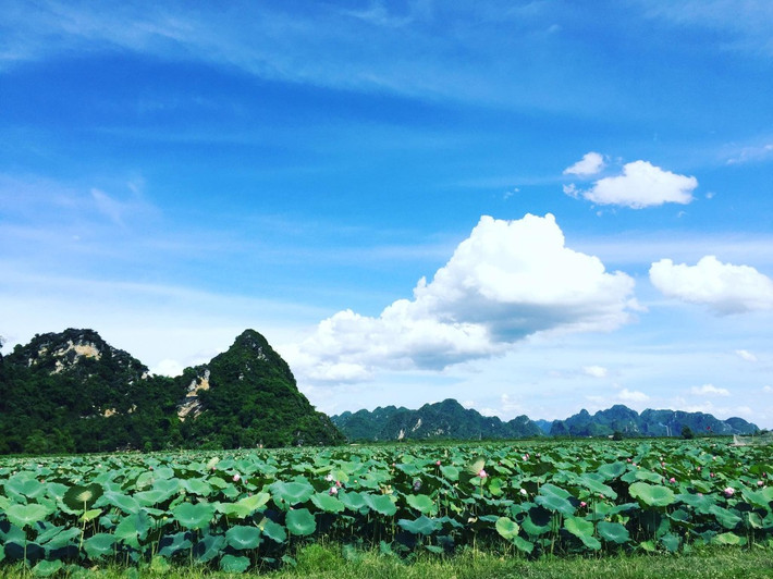 Màu xinh tươi của lá, màu hồng của hoa sen, sắc ngà vàng nâu của những đài sen sắp già, tất cả hòa quện vào nhau như một bức tranh thủy mặc nhẹ nhàng và quyến rũ lòng người.