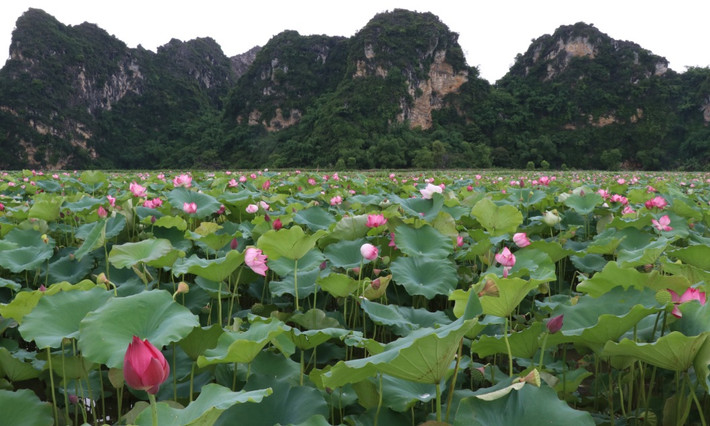 Không gian bao quanh đầm sen ở Mỹ Đức này cũng rất im ắng, không ồn ào tiếng xe cộ, chỉ xa xa là dãy núi nhấp nhô, là cánh đồng lúa đã thu hoạch. Độc đáo hơn nữa là khi chiều bắt đầu nắng nghiêng sau núi. Khách tham quan sẽ thấy từng đàn chim bay qua đầm sen, tạo nên một cảnh sắc tuyệt vời.