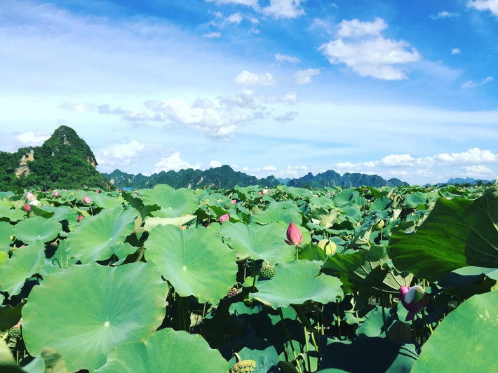 Mùa sen ở An Phú được bắt đầu từ cuối tháng 5 và kéo dài đến hết tháng 8, thời gian thưởng sen lý tưởng nhất có lẽ là vào buổi sáng sớm, không khí buổi sớm tinh mơ trong lành, mát mẻ và tinh khôi, hương sen ngọt mát, dìu dịu, tinh khiết đến lạ lùng.