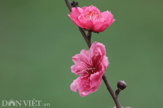 Từ nay đến thời điểm nhộn nhịp mua bán đào là hơn một tháng. Chủ vườn cho biết, cây nào nở rộ quá sẽ phải đưa tới chợ bán sớm, phục vụ người chơi đào vào dịp rằm tháng Giêng.