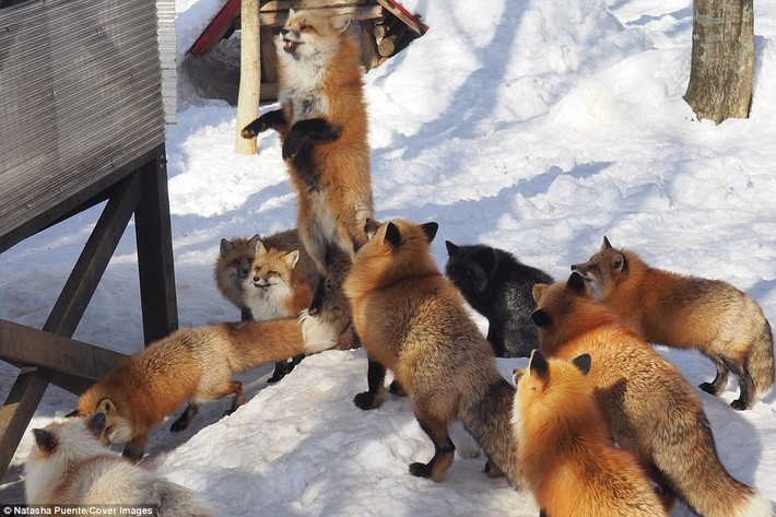 Khu bảo tồn Fox Village là nơi sinh sống của hơn 100 cá thể cáo thuộc 6 loài cáo khác nhau. Chúng được tự do đi lại trong một khu rừng rộng lớn. (Nguồn Daily Mail)
