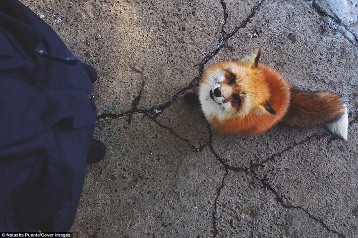Một con cáo đỏ tò mò nhìn du khách tới tham quan khu bảo tồn động vật Fox Village. (Nguồn Daily Mail)