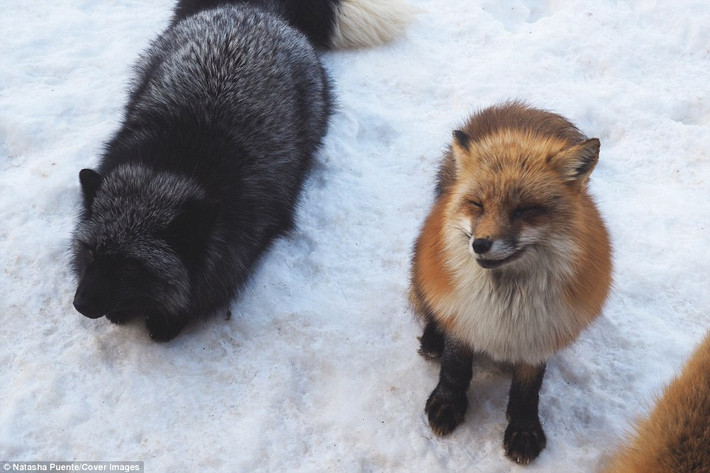 Những con cáo khác loài sống hòa thuận với nhau trong khu bảo tồn động vật Fox Village ở Nhật Bản. (Nguồn Daily Mail)