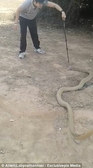 Sau đó một chàng thanh niên làm nghề bắt rắn đã có mặt để tìm cách khống chế con vật đáng sợ. (Nguồn Daily Mail)