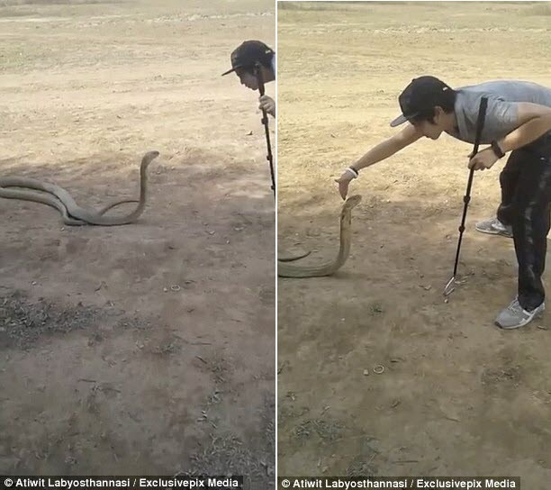 Chàng trai mạo hiểm dùng tay để ấn đầu con rắn hổ mang chúa xuống. (Nguồn Daily Mail)
