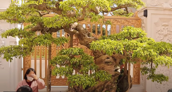 Dáng của cây mang hình con rồng, biểu tượng cho sự quyền quý, cao sang. Ảnh chụp màn hình
