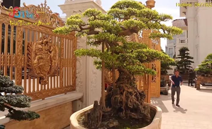 Mới đây, cây sanh đã được chuyển nhượng cho một đại gia Hải Dương. Giá trị thương vụ không được tiết lộ nhưng giới sinh vật cảnh đồn đoán, mức giá có thể vượt xa mức 22 tỷ đồng được trả giá trước đó. Ảnh: chụp màn hình