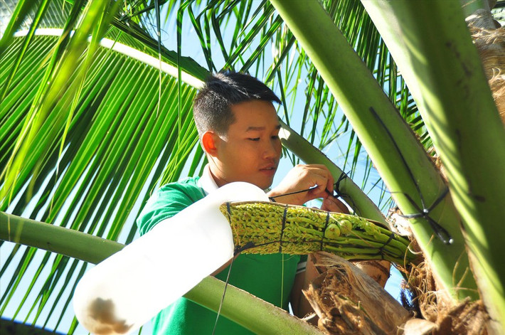 Công việc đều đặn diễn ra 2 lần/ngày vào sáng sớm và chiều muộn - thời điểm trời dịu mát bởi nếu thời tiết nóng, mật hoa dừa sẽ bị lên men. Ảnh: Tiền phong