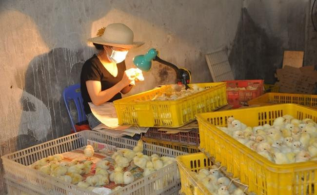Người làm công việc này có thể kiếm được từ 1 - 2 triệu đồng/ngày. Người có chuyên môn cao còn có thể kiếm được tới cả trăm triệu 1 tháng. Ảnh: Dân Việt