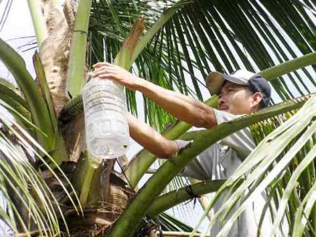 Tuy nhiên, không phải ai cũng làm được công việc vất vả này. Lượng mật thu được phụ thuộc vào kỹ thuật mát xa bông dừa. Ảnh: Dân Việt