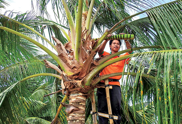 Nhiệm vụ của người làm công việc này là mát xa bông dừa giúp kích thích tiết mật để thu vào dụng cụ hứng mật. Ảnh: Báo cần thơ