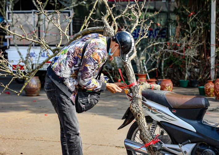 Cành lê nhỏ giá từ 300.000 - 500.000 đồng, trong khi cành lớn có giá từ 1 - 4 triệu đồng/cành. Ảnh: Báo tin tức