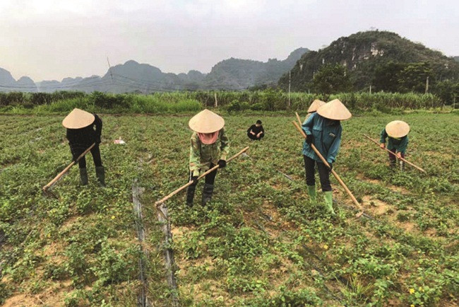 Theo đó, người trồng có thể kiếm được thu nhập khoảng 80-100 triệu đồng/ha/vụ từ việc trồng cà gai leo, cao gấp 2-3 lần so với ngô, lạc...Ảnh: Dân Việt