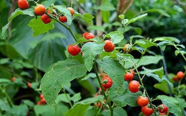 Từng là loại cây mọc hoang không ai để ý, hiện cà gai leo trở thành cây dược liệu được yêu thích nhờ các công dụng trong y dược. Ảnh: Internet