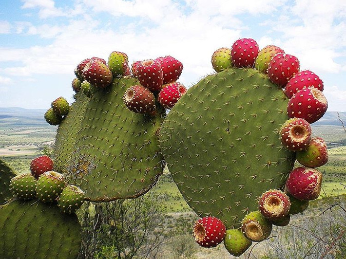 Ít ai biết, tại miền Tây Nam nước Mỹ, Bắc Mexico, xương rồng lê gai được xem là hàng quý. Theo Amazon, giá trung bình cho hộp 6 quả là 13 đô (khoảng 300.000 đồng). Ảnh: Getty