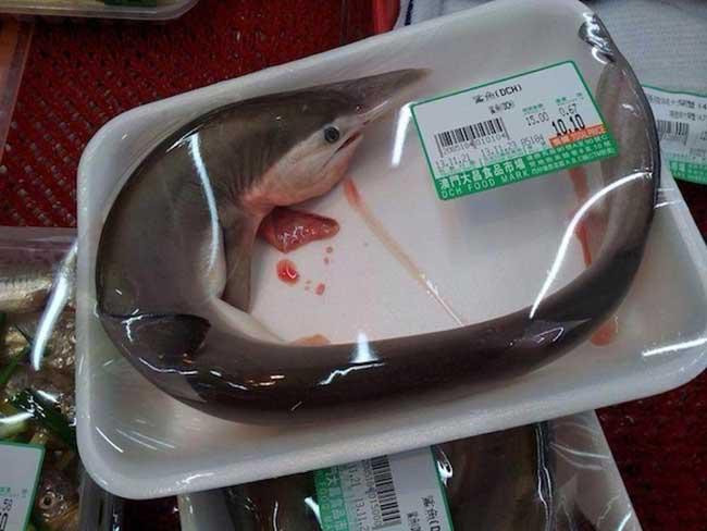Cá mập con được đóng gói trong khay giống như nhiều loài cá khác. Ảnh: Mop