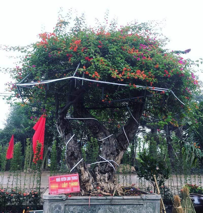 Cây hoa giấy ngũ sắc này được nhà vườn nhập khẩu nguyên cây từ Thái Lan có tuổi đời tới 100 năm. Ảnh: Vietnamnet
