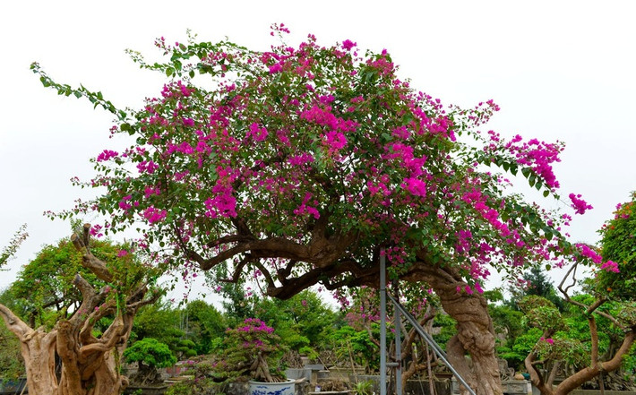 Gần Tết Canh Tý 20219, thị trường hoa xuất hiện hoa giấy ngũ sắc dao động từ vài triệu đến hàng trăm triệu đồng, tuỳ kích cỡ to nhỏ và độ cổ quái của gốc. Ảnh: Zing