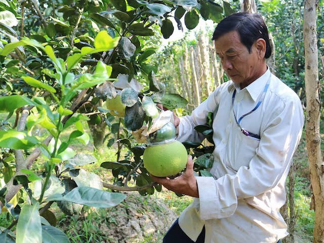 Ít ai biết, ý tưởng tạo hình bưởi hồ lô được ông Võ Trung Thành nảy ra khi ngủ trưa tại vườn bưởi quê nhà. Ảnh: Zing