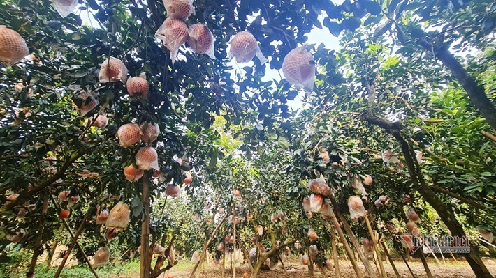 Năm nào cũng vậy, cứ vào thời điểm giáp Tết thương lái khắp nơi lại đổ về làng Luận Văn để mua bưởi đỏ tiến Vua. Đây là một trong những loại trái cây cực kỳ hút khách vào dịp Tết. Ảnh: Vietnamnet