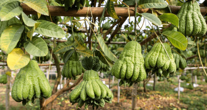 Nhiều năm gần đây, phật thủ trở thành trái cây được ưa chuộng trong dịp Tết do có tạo hình giống bàn tay Phật. Giá phật thủ dao động từ 50.000 - 300.000 đồng/ quả, tùy kích thước và hình dáng. Ảnh: Tổ quốc