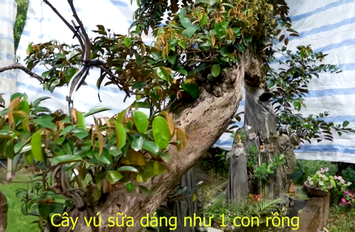 Cây vú sữa tạo dáng tự nhiên, với phần gốc là đầu rồng, thân cây tương ứng với thân chú rồng.