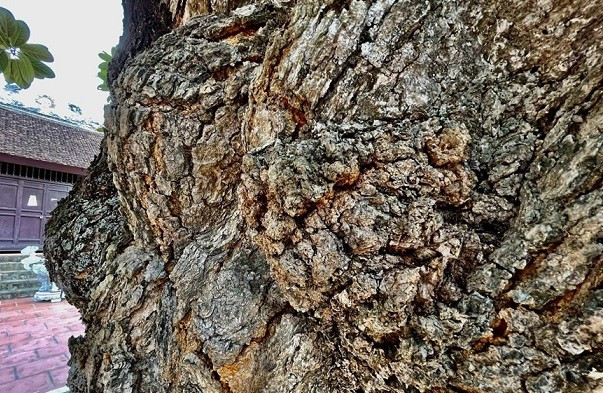 Thân cây xù xì, nút nẻ nhuốm màu thời gian. Ảnh: Vietnam+