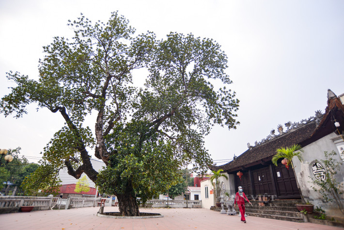 Cây mít 500 tuổi trở thành điểm dừng của không chỉ người làng mỗi buổi chiều vào hóng mát, mà du khách khi tìm đến cũng tỏ ra bất ngờ và thích thú. Ảnh: Dân Việt