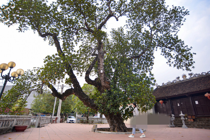 Trải qua thời gian, cây mít ngày càng trở nên xum xuê, vươn cao những tán lá đón ánh mặt trời. Ảnh: Dân Việt