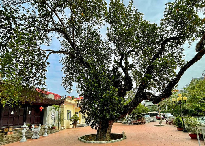 Ít ai biết giữa thủ đô Hà Nội vẫn tồn tại một cây mít cổ thụ hơn 500 tuổi. Cây đứng sừng sững giữa sân văn hoá tại xóm Chợ, xã Cổ Loa (Đông Anh). Ảnh: Vietnam+