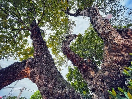 Ngoài dấu ấn về thời gian, cây mít còn có dáng vô cùng độc đáo. Ảnh: Vietnam+
