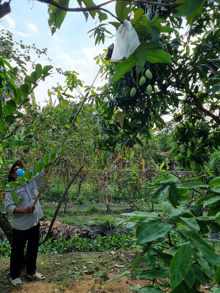 Vì xoài ra nhiều trái, nữ diễn viên phải gọi cho người thu hoạch để gửi tặng người thân.