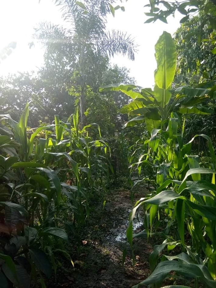 Trong khu vườn, diễn viên Việt Trinh còn dành một khoảng đất lớn để trồng ngô.