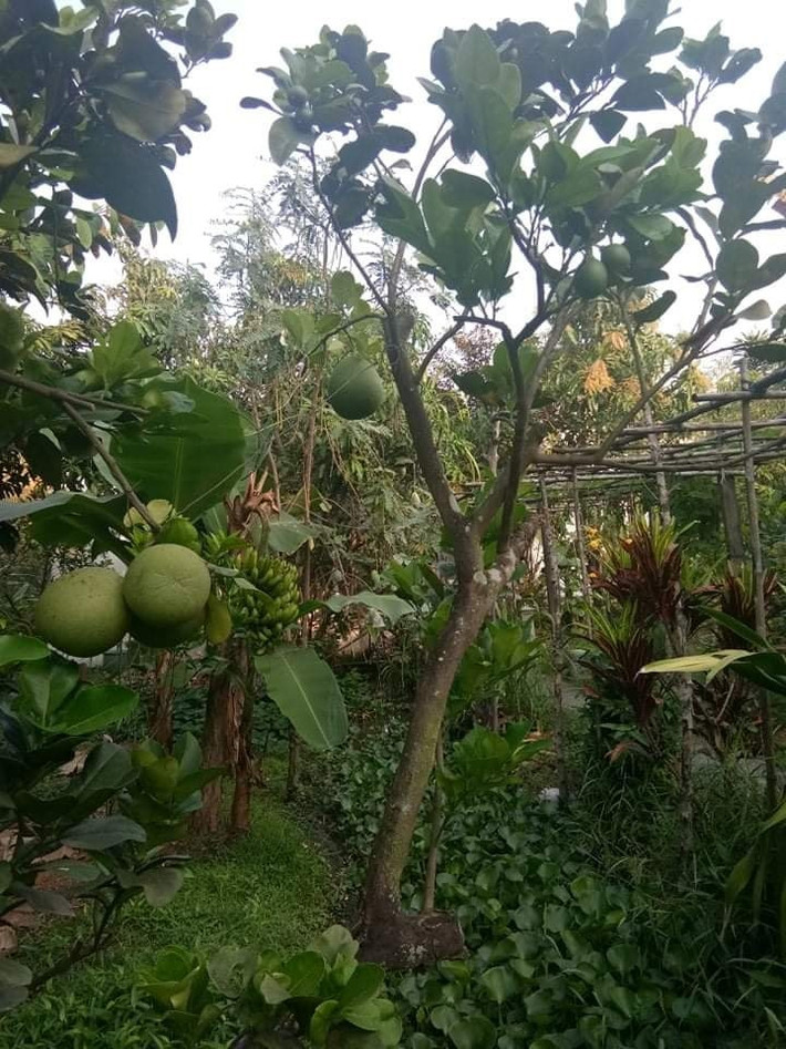 Bưởi quá sai trái đến mức Việt Trinh phải dùng dây buộc để giữ cho cây không bị gãy.