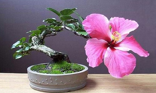 Chậu bonsai nở rực để trước hiên nhà thực sự có tác dụng chào đón các vị khách.