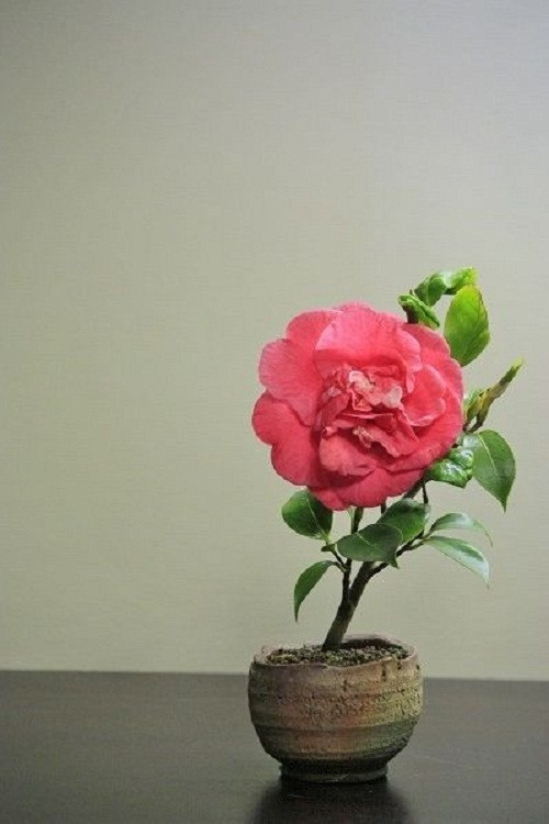 Bonsai mini đẹp thanh thoát.