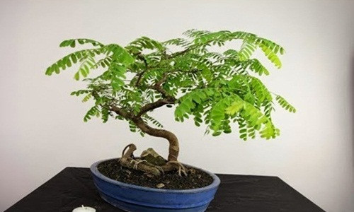 Bên cạnh các cây me khủng hàng trăm tuổi, những chậu me bonsai mini cũng được ưa chuộng để trang trí trong phòng. Ảnh: Youtube.