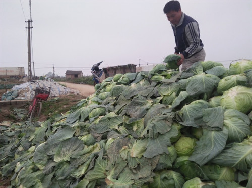 Xã Quỳnh Lương, huyện Quỳnh Lưu (Nghệ An) cũng lâm vào tình cảnh tương tự. Bắp cải chất đống đầy đường, giá chỉ 1.000 đồng/kg. Ảnh: Nông nghiệp Việt Nam