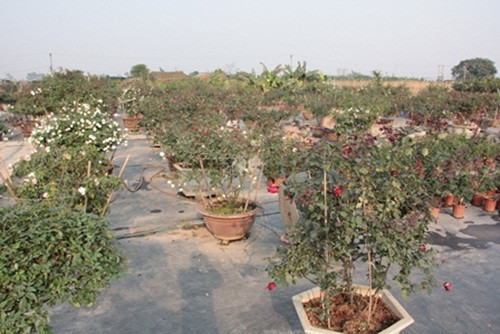 Vườn hồng có trên 1.500 loại hồng cổ nội địa, hồng ngoại đến từ các nước Anh, Trung Quốc, Nhật Bản, Ý... Các cây hoa hầu hết đều nở quanh năm, 4 mùa tỏa hương, khoe sắc rực rỡ.