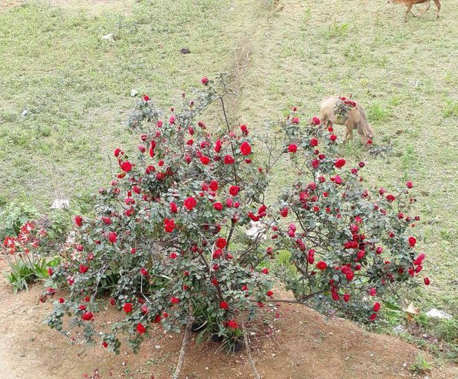 Cây hồng thuộc sở hữu của gia đình anh Hà Văn Lương (dân tộc Thái, ở huyện Vân Hồ, Sơn La). Theo anh Lương, cây hồng từng có người ngỏ ý mua với giá 30 triệu đồng nhưng anh không bán. Ảnh: We25.