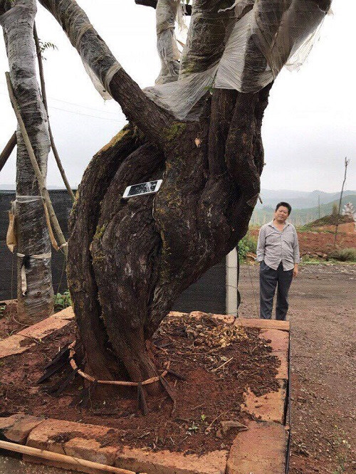 Thuộc hàng khủng nhất Việt Nam, đường kính gốc cây hồng lên tới 40cm. Ảnh: Vietnamnet.