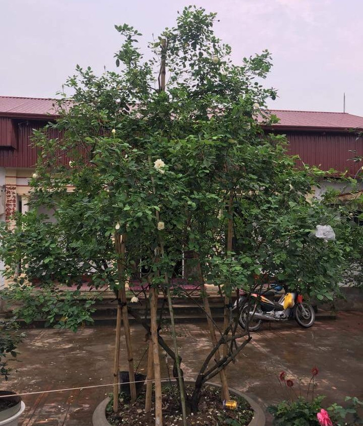 Cây hồng cổ nội địa có tên mĩ miều "bạch ngọc tỉ" được anh Nguyễn Sinh Ngọ (Hải Dương) bán cho một đại gia với giá 50 triệu đồng. Ảnh: Dân Việt.