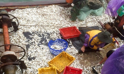 Tàu thuyền của ngư dân cập bến là doanh nghiệp và thương lái thu mua hết. Ảnh: Tổ quốc.