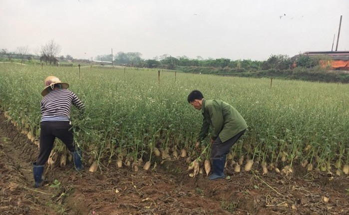 Gần một tháng nay nhiều nông dân ở Mê Linh, Hà Nội "khóc mếu" vì củ cải trắng rớt giá thê thảm dù đang chính vụ. Ảnh: VTCnews.