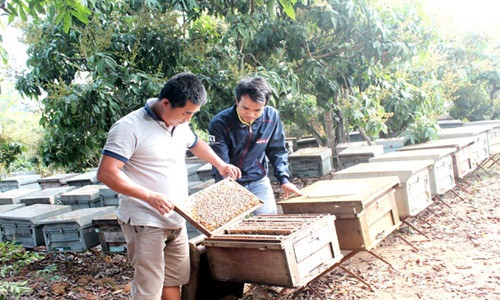 Dưới tán vải lúp xúp hoa dày chi chít là những chiếc thùng gỗ đựng ong. Ảnh: Baobacgiang.