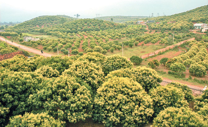 Với với 47.000ha, trong đó diện tích vải thiều trên 29.000 ha, Bắc Giang trở thành nguồn hoa vô cùng dồi dào giúp đàn ong của các hộ dân tạo ra những giọt mật ong vàng óng, thơm ngon...Ảnh: Baobacgiang.