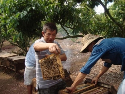 Dễ bởi không cần vốn đầu tư lớn cũng như chi phí thức ăn nuôi ong. Tuy nhiên, nghề đòi hỏi chủ ong phải am hiểu, nắm chắc điều kiện địa hình, vùng hoa để đưa ong di cư theo mùa. Ảnh: Baobacgiang.
