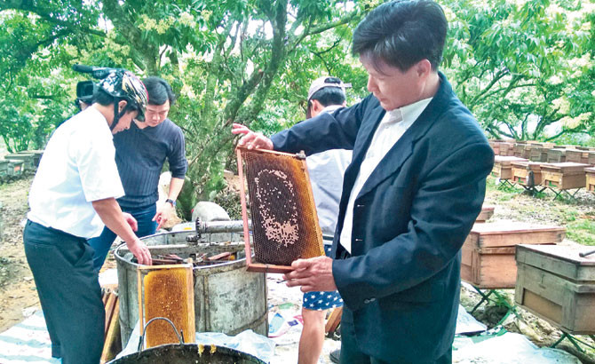 Từ đó mô hình kết hợp nuôi ong với trồng cây ăn quả trở thành phong trào lan rộng khắp nơi tại Bắc Giang. Ảnh: Baobacgiang.